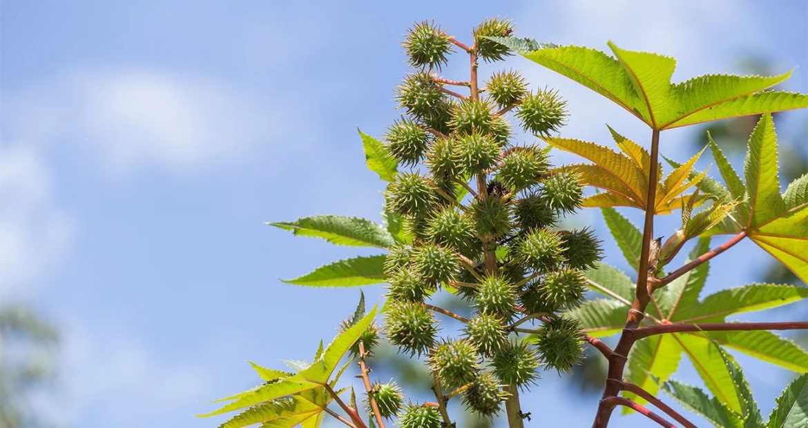 castor oil
