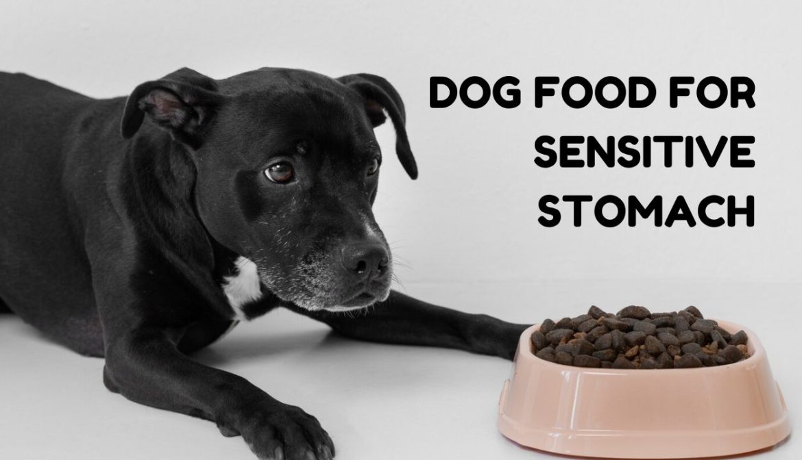 dog food for sensitive stomach
